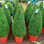 Box Topiary Cone (Buxus spp.) Shrubs