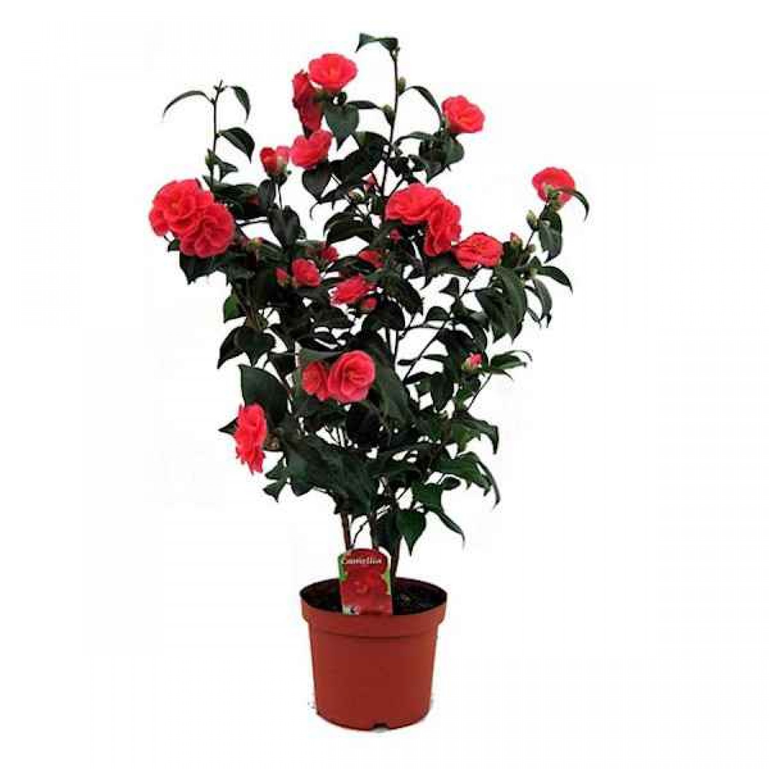 Japanese Camellia (Camellia japonica) Shrub - Varieties