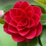 Japanese Camellia (Camellia japonica) Shrub - Varieties