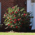Japanese Camellia (Camellia japonica) Shrub - Varieties