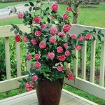 Japanese Camellia (Camellia japonica) Shrub - Varieties