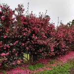 Japanese Camellia (Camellia japonica) Shrub - Varieties
