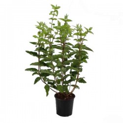 Δεύτζια η Λευκή (Δεύκια η τραχιά-Deutzia scabra) Φυτό