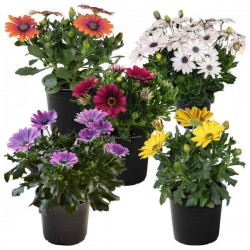 Cape Marguerite (Dimorphotheca ecklonis) Plant Cape Marguerite (Dimorphotheca ecklonis-syn.Osteospermum ecklonis) Plant - Flowering Plants