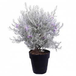 Silky Eremophila (Eremophila nivea) Shrub in Pot Silky Eremophila (Eremophila nivea) Shrub in Pot - Flowering Shrubs