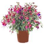 Hardy Fuchsia (Fuchsia magellanica) Shrub - Ornamental Flowering Shrubs