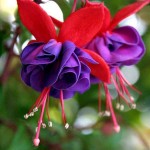Hardy Fuchsia (Fuchsia magellanica) Shrub - Ornamental Flowering Shrubs