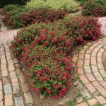 Hardy Fuchsia (Fuchsia magellanica) Shrub - Ornamental Flowering Shrubs