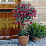 Hardy Fuchsia (Fuchsia magellanica) Shrub - Ornamental Flowering Shrubs