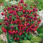 Hardy Fuchsia (Fuchsia magellanica) Shrub - Ornamental Flowering Shrubs