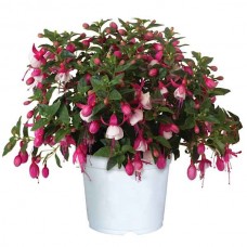 Φούξια Κήπου Λευκή (Fuchsia magellanica) Θάμνος - Ανθοφόρα Φυτά Φούξιες Κήπου