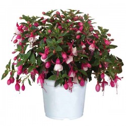 Hardy Fuchsia White (Fuchsia magellanica) Shrub - Ornamental Flowering Shrubs