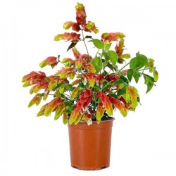 Shrimp Plant (Justicia brandegeeana-Beloperone guttata) Shrimp Plant (Justicia brandegeeana-syn. Beloperone guttata) Plant - Evergreen Flowering Shrubs