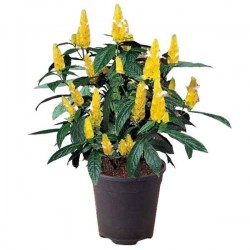 Γαριδάκι Κίτρινο (Pachystachys lutea) Θάμνος - Ανθοφόρα Θαμνώδη Φυτά