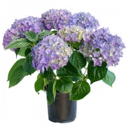 Ορτανσία ή Υδράγγεια η μακρόφυλλη-Hydrangea macrophylla