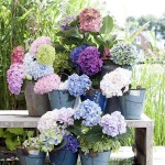 French Hydrangea (Hydrangea macrophylla) Shrub