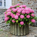 French Hydrangea (Hydrangea macrophylla) Shrub
