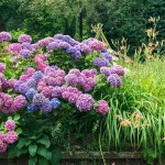 French Hydrangea (Hydrangea macrophylla) Shrub