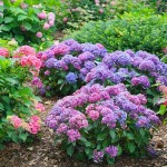 French Hydrangea (Hydrangea macrophylla) Shrub