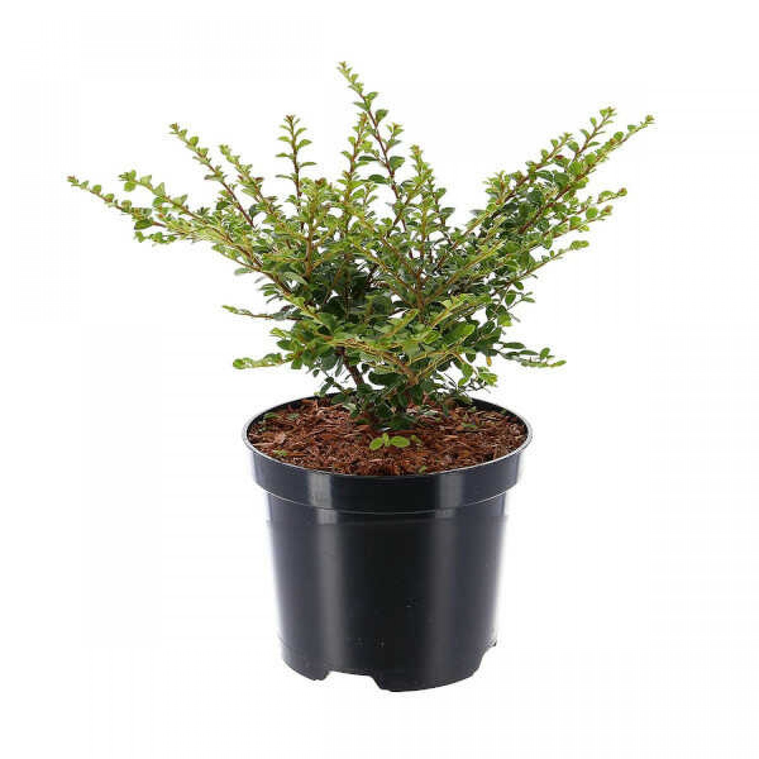 Κυδωνίαστρο Οριζοντιόκλαδο Θάμνος (Cotoneaster horizontalis) | Φυτά για Γλάστρα & Κήπο Κυδωνίαστρο Οριζοντιόκλαδο Θάμνος (Cotoneaster horizontalis)