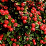 Κυδωνίαστρο Οριζοντιόκλαδο Θάμνος (Cotoneaster horizontalis) | Φυτά για Γλάστρα & Κήπο Κυδωνίαστρο Οριζοντιόκλαδο Θάμνος (Cotoneaster horizontalis)