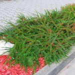 Κυδωνίαστρο Οριζοντιόκλαδο Θάμνος (Cotoneaster horizontalis) | Φυτά για Γλάστρα & Κήπο Κυδωνίαστρο Οριζοντιόκλαδο Θάμνος (Cotoneaster horizontalis)