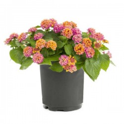 Common Lantana (Lantana camara) Shrub Common Lantana (Lantana camara) | Flowering Plants