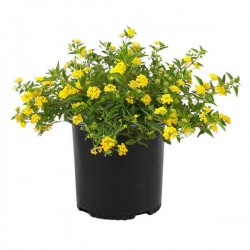 Common Lantana Yellow (Lantana camara 'Nana') Shrub Common Lantana Yellow (Lantana camara 'Nana') | Flowering Plants
