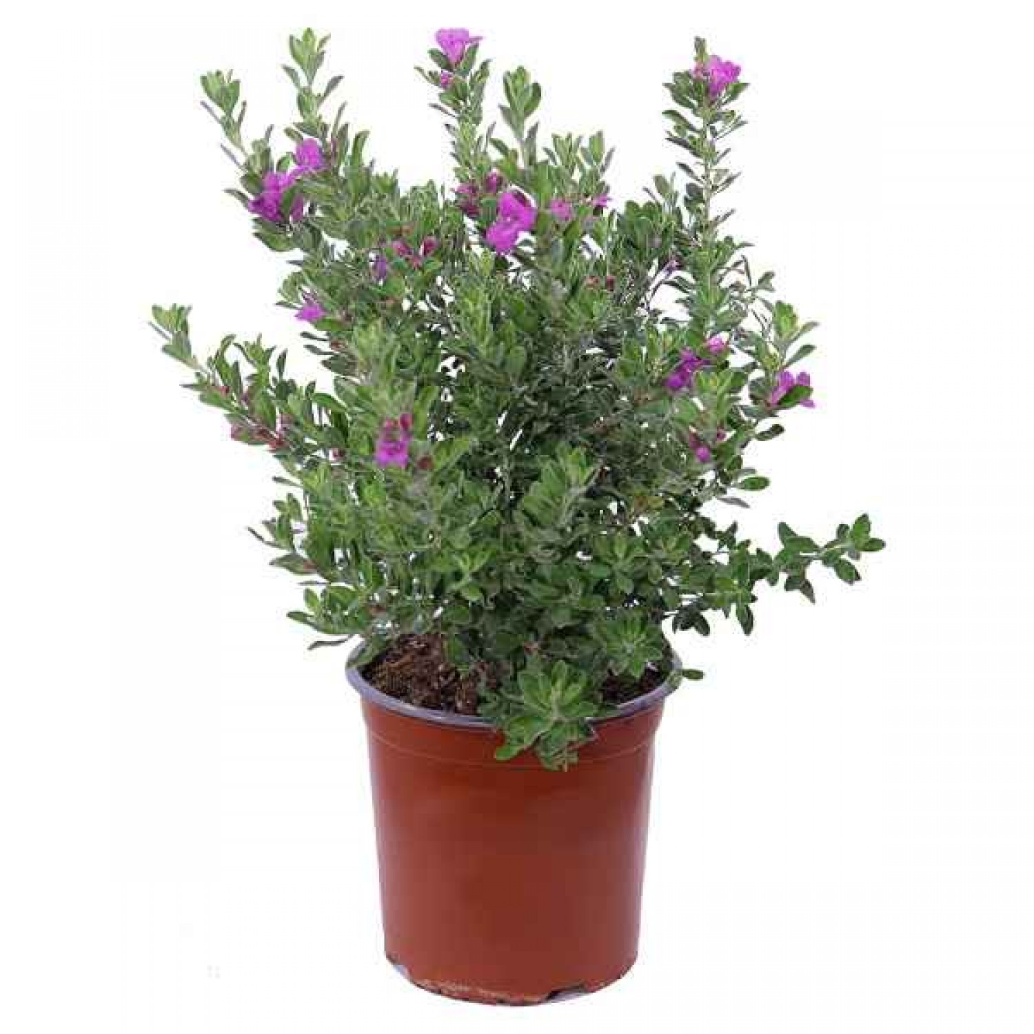 Λευκόφυλλο (Leucophyllum frutescens) Θάμνος