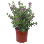 Λευκόφυλλο (Leucophyllum frutescens) Θάμνος