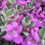 Λευκόφυλλο (Leucophyllum frutescens) Θάμνος