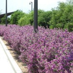 Λευκόφυλλο (Leucophyllum frutescens) Θάμνος