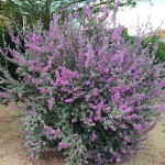 Λευκόφυλλο (Leucophyllum frutescens) Θάμνος