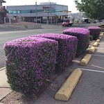 Λευκόφυλλο (Leucophyllum frutescens) Θάμνος