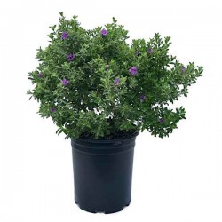 Green Cloud Texas Sage-Leucophyllum frutescens 'Green Cloud'