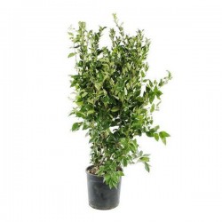 Waxleaf Privet Shrub (Ligustrum japonicum ‘Texanum’)