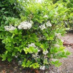 Waxleaf Privet Shrub (Ligustrum japonicum ‘Texanum’) Waxleaf Privet Shrub (Ligustrum japonicum ‘Texanum’)