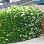 Waxleaf Privet Shrub (Ligustrum japonicum ‘Texanum’) Waxleaf Privet Shrub (Ligustrum japonicum ‘Texanum’)