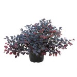 Λοροπέταλο (Loropetalum chinense var. rubrum) Θάμνος