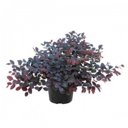 Chinese Fringe-Bush (Loropetalum chinense var. rubrum) Chinese Fringe-Bush (Loropetalum chinense var. rubrum)