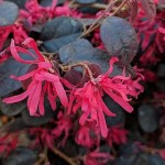 Λοροπέταλο (Loropetalum chinense var. rubrum) Θάμνος