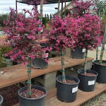 Λοροπέταλο (Loropetalum chinense var. rubrum) Θάμνος