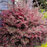 Λοροπέταλο (Loropetalum chinense var. rubrum) Θάμνος