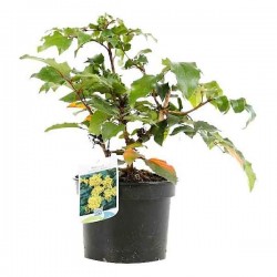 Oregon Grapeholly (Mahonia aquifolium-syn.Berberis aquifolium) Shrub - Flowering Shrubs