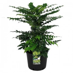 Charity Oregon Grape Holly (Mahonia x media 'Charity') Charity Oregon Grape Holly (Mahonia x media 'Charity'-syn. Berberis x media 'Charity') Shrub - Flowering Shrubs