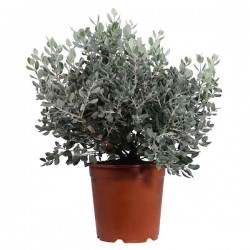 New Zealand Christmas Tree (Metrosideros excelsa-syn. Metrosideros tomentosa) Plant - Flowering Shrubs