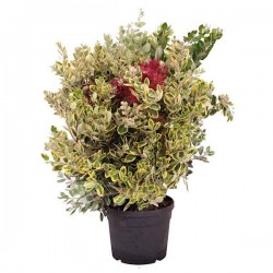 Variegated New Zealand Christmas Tree-Metrosideros excelsa 'Aureus' Variegated New Zealand Christmas Tree (Metrosideros excelsa 'Aureus') Plant - Flowering Shrubs