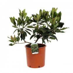 Coppertone Loquat (Eriobotrya japonica 'Coppertone')