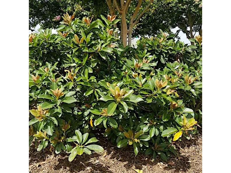 Μουσμουλιά Καλλωπιστική (Eriobotrya japonica 'Coppertone')