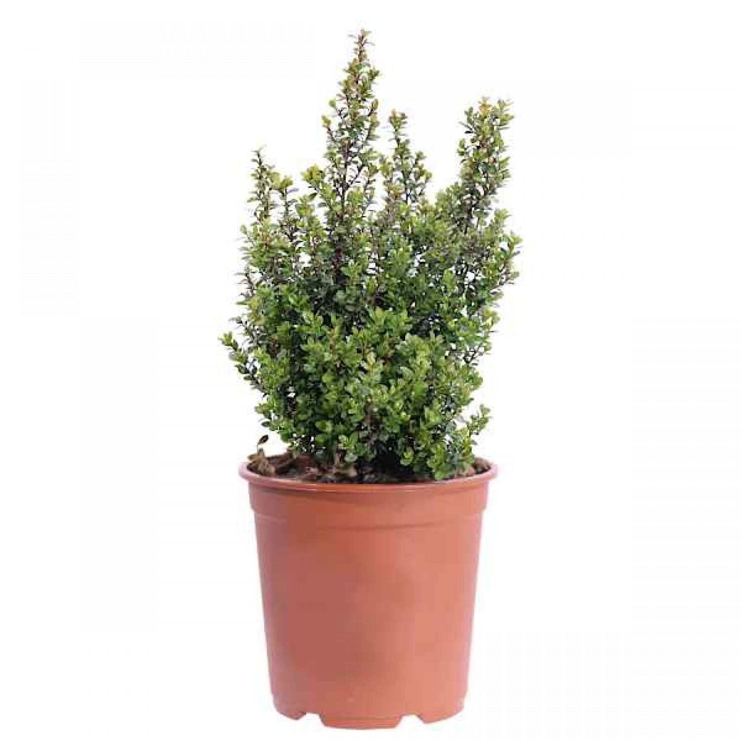 African Boxwood (Myrsine africana) Shrub - Flowering Shrubs